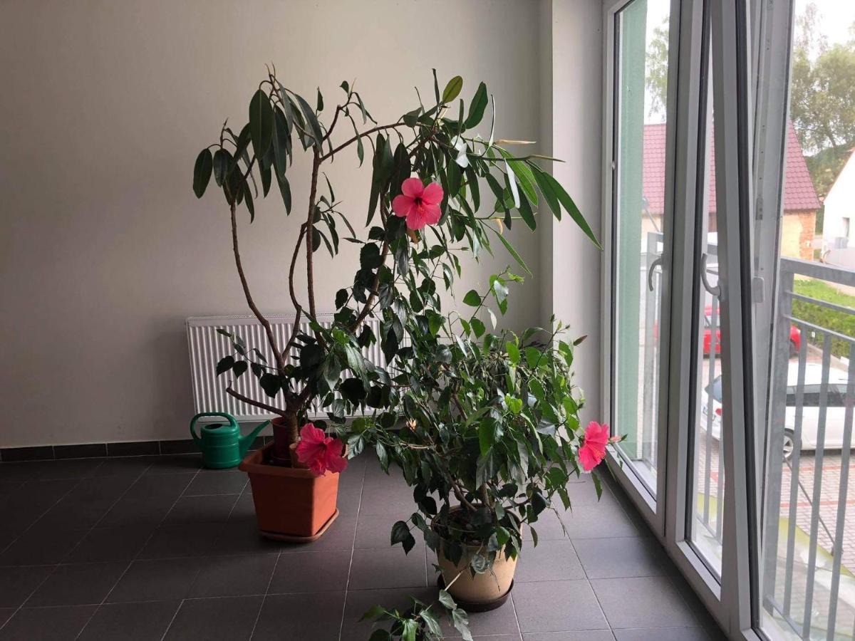 Apartman C.8 Magnolie Třeboň Buitenkant foto